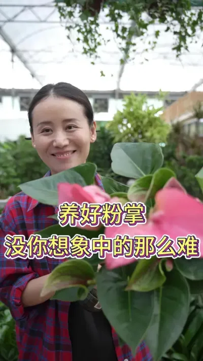 养好粉掌，没有你想象中那么难#粉掌怎么养 #粉掌盆栽 #养花小知识 #养花人的乐趣 #花卉绿植
