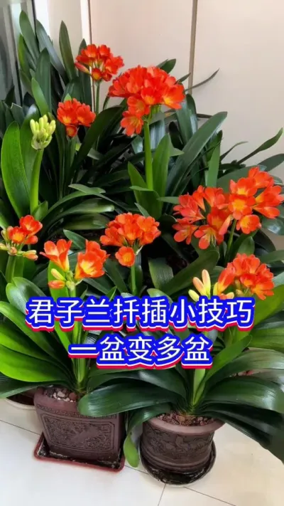 君子兰扦插繁殖，让它一盆变多盆#君子兰 #爱生活爱养花 #养花小知识
