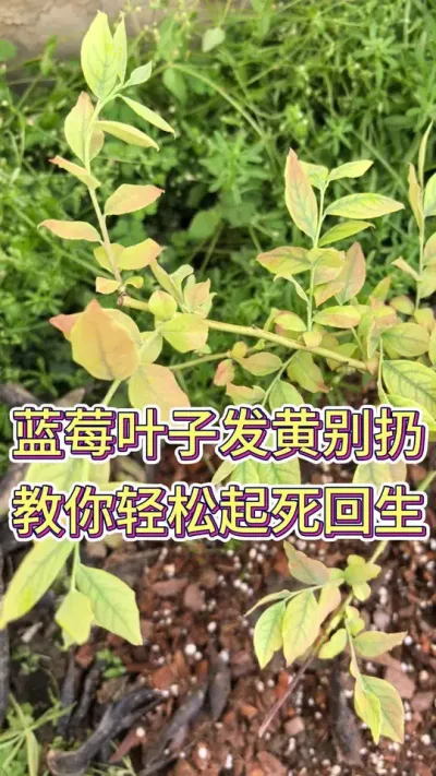 蓝莓叶子发黄，教你轻松起死回生#蓝莓种植 #蓝莓采摘 #养花我是认真的 #养花小知识 #花卉绿植盆栽