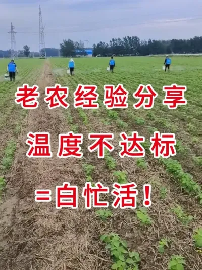 大豆种植冷知识，温度计比黄历更重要 #三农流量扶持计划 #大豆种植 #抖音助农 #农业植保知识分享 #服务三农支持三农