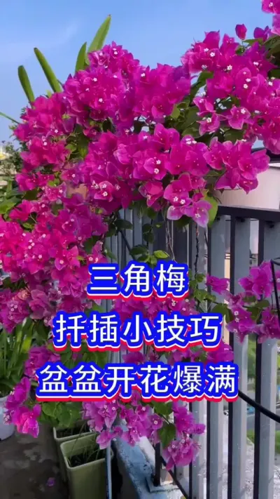 三角梅扦插技巧#养花小知识 #三角梅 #养花修心