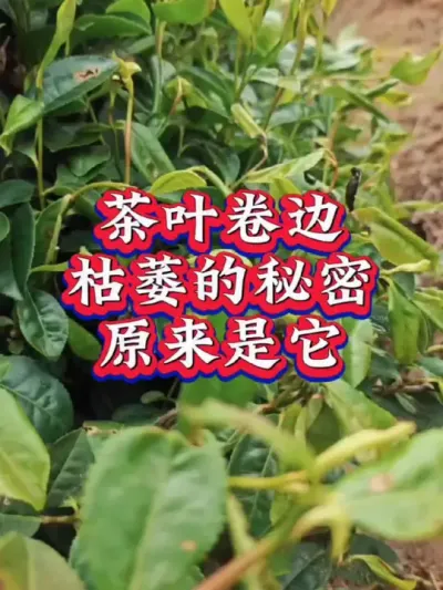 #茶树病害防治#茶树种植 #茶园管理 #病害防治 #芽丰香 如果出现及时防治