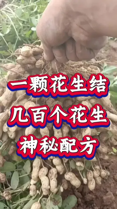 一颗花生结出几百颗花生的追肥配方。#花生种植 #花生高产 #种花生 #花生种植管理技术 #花生高产种植