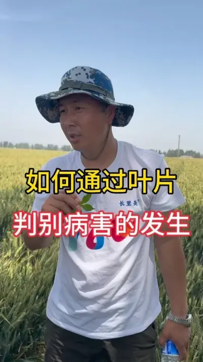 如何通过作物的叶片辨别病害#三农流量扶持计划 #增产增收小配方 #辣椒种植技术#河南新疆安徽西南等辣椒产区