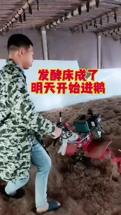 发酵床做好了，可以进鹅了！#养鹅技术 #鹅苗 #狮头鹅 #养鹅人 #养鹅