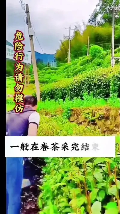 #召唤茶友 #服务三农支持三农 #茶树种植技术与管理 大家今年如何管理