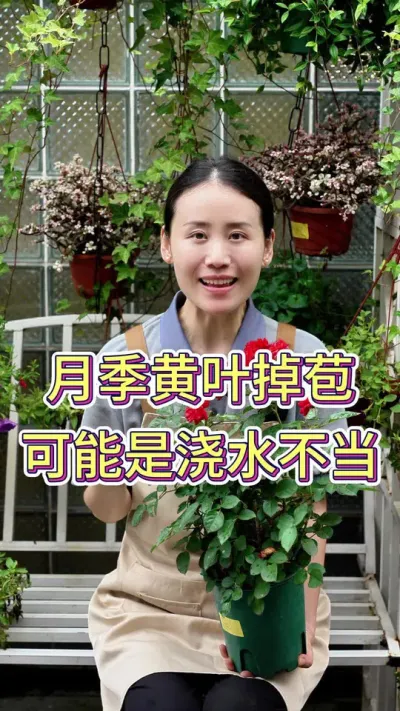 月季黄叶掉苞，可能是浇水不当#花卉盆栽 #养花我是认真的 #月季养护 #月季花海 #养花小知识