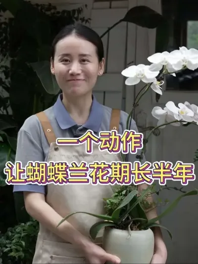 一个动作让蝴蝶兰花期长半年#蝴蝶兰 #蝴蝶兰养护 #花卉绿植 #养花小知识 #养花人的乐趣