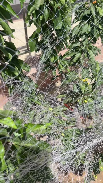 大樱桃鸟防住了，狗子没防住，真是日防夜防，家贼难防。#大樱桃种植管理 #车厘子大樱桃