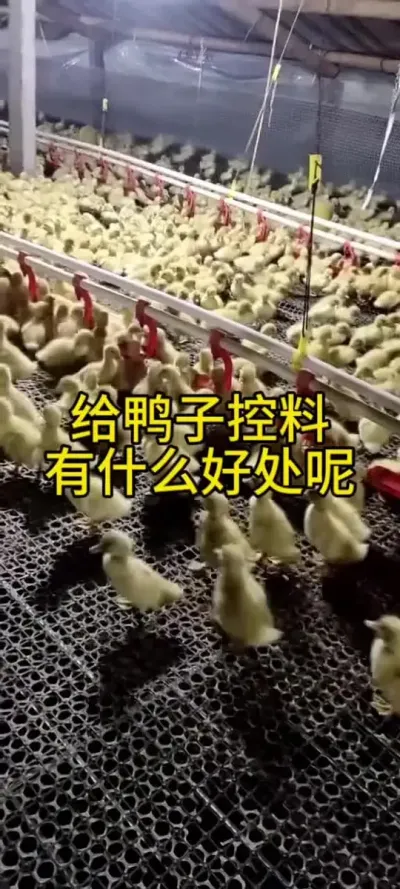 #养鸭要不要给鸭子控料养 #肉鸭养殖 #养鸭技术 #禽病防治 #养鸭人