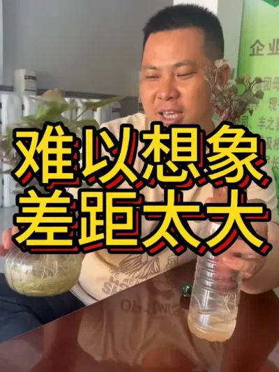 红薯水培实验根壮霸表现#农业种植 #红薯种植 #红薯种植技术 #节点施肥 #根壮霸