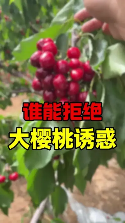 大樱桃成熟季#大樱桃种植管理 #又到了炫樱桃的季节 #车厘子大樱桃 #果树种植
