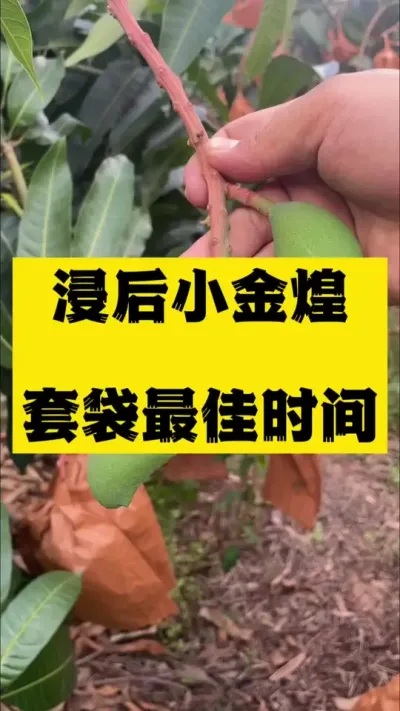 浸果后小金煌最佳套袋时间 #芒果套袋#种植小技巧 #芒果种植技术