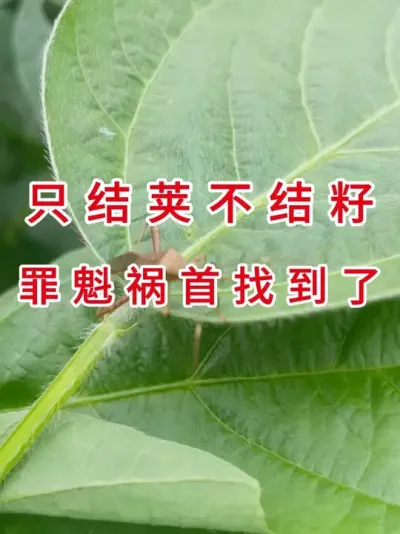 大豆减产50%？原来是它在作怪 #三农流量扶持计划 #农业植保知识分享 #大豆种植 #三农小知识 #农业技术