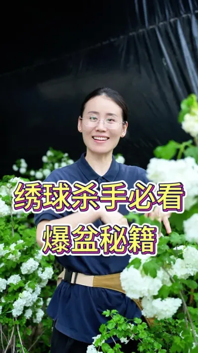 绣球杀手必看，爆盆秘诀#绣球花 #绣球花的快乐 #养花小知识 #养花人的乐趣 #花卉绿植