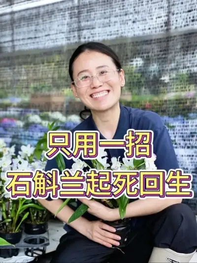 只用一招石斛兰起死回生#石斛兰种植 #石斛兰#养花小知识 #养花人的乐趣 #花卉绿植
