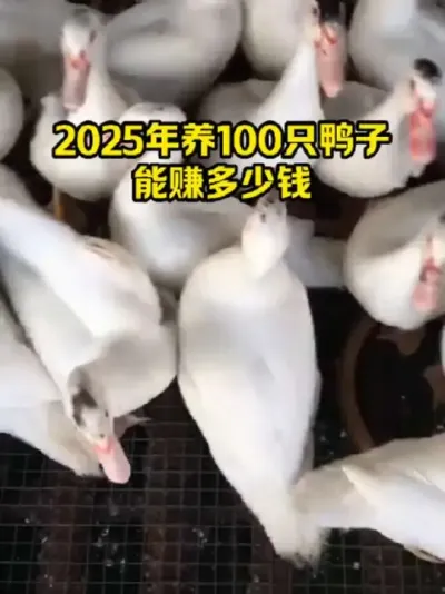2025年养100只鸭子，能赚多少钱#抖音三农#养鸭#养殖