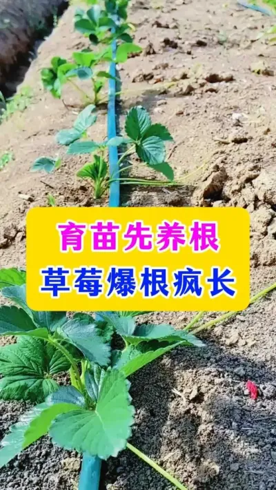育苗先养根，草莓爆根疯长#草莓管理 #草莓种植 #农业技术 #种植小技巧 