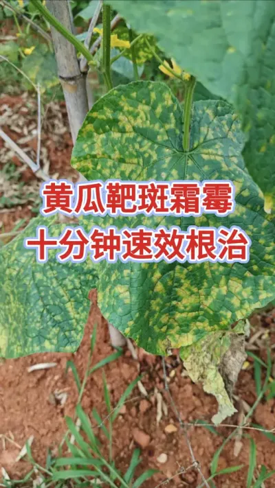 只需打一遍，靶斑霜霉一茬不再来。#黄瓜种植 #靶斑病防治 #霜霉病 #黄瓜高产种植 #抖音助农