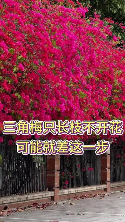 三角梅只长枝不开花，可能就差在这一步#养花 #养花小知识 #三角梅养护 #三角梅 #花卉绿植