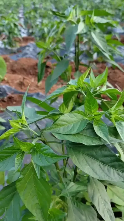 辣椒促花保果用上它，开花多座果多产量高 #辣椒种植技术 #分享农业知识帮农产增收 #辣椒高产 #增产增收