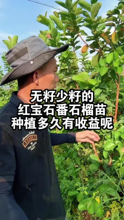 无籽少籽的红宝石番石榴苗，种植多久有收益呢？ #番石榴苗 #红宝石番石榴 #果苗供应