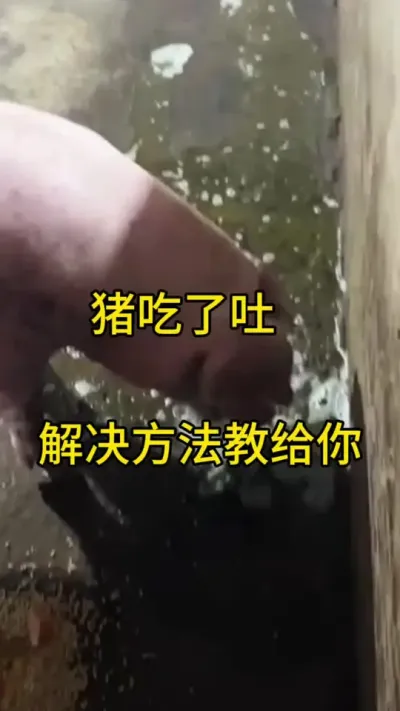 #自家养殖 #养猪人 #三农 #生态放养 #养殖猪