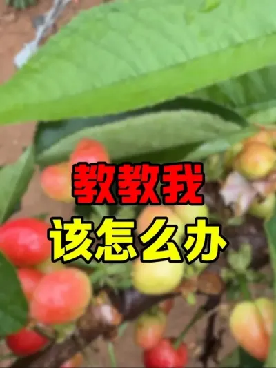 到底哪儿错了#大樱桃种植管理 #车厘子大樱桃#自然灾害 #冰雹雨