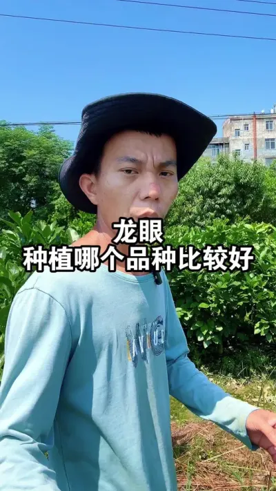 龙眼种植哪个品种比较好呢？ #石硖龙眼 #储良龙眼#果苗供应
