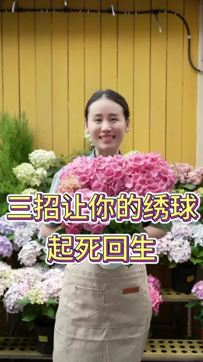 三招让你的绣球 起死回生#绣球花的快乐 #绣球养护 #养花小知识 #养花人的乐趣 #花卉绿植