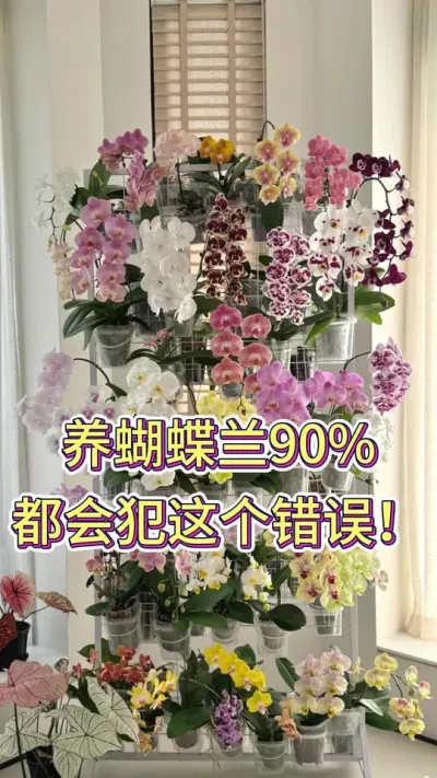 养蝴蝶兰90%都会犯这个错误#养花小知识 #养花人的乐趣 #花卉绿植 #蝴蝶兰养护 #蝴蝶兰