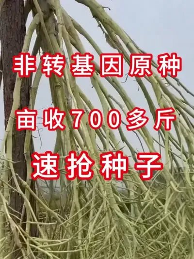 线下十几年老口碑，直播间新人价 #高产油菜种子  #油菜种植技术  #农业致富项目  #种子测评  #油菜种植