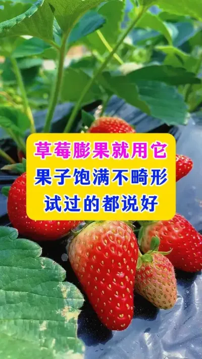草莓膨果就用它，果子饱满不畸形，试过的都说好#草莓种植 #农业种植 #农业技术 #种植小技巧 
