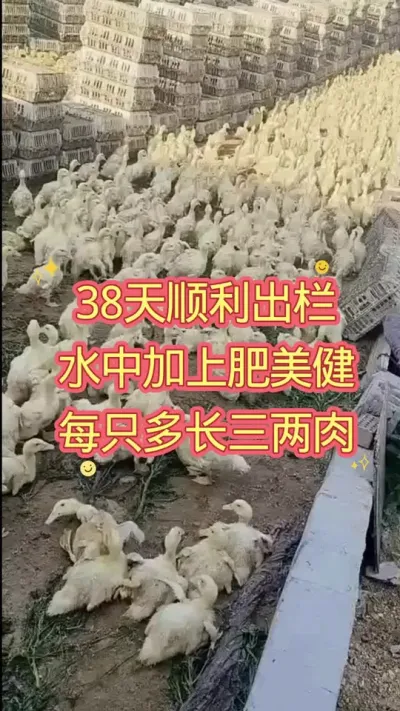 38天顺利出栏 水中加入肥美健 每只多长三两肉  #肉鸭养殖 #养鸭人 #养殖技术