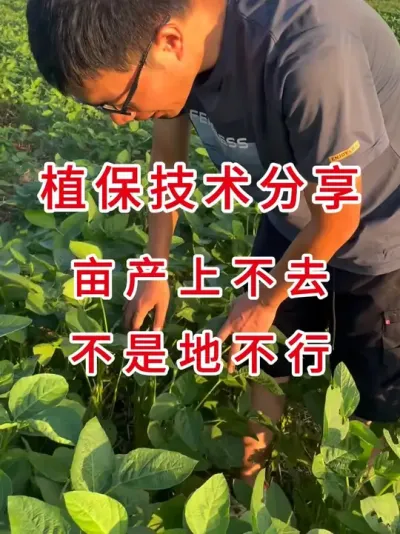 大豆高产技术&ldquo;一二三&rdquo; #三农流量扶持计划 #大豆种植 #抖音助农 #农业植保知识分享 #农业种植