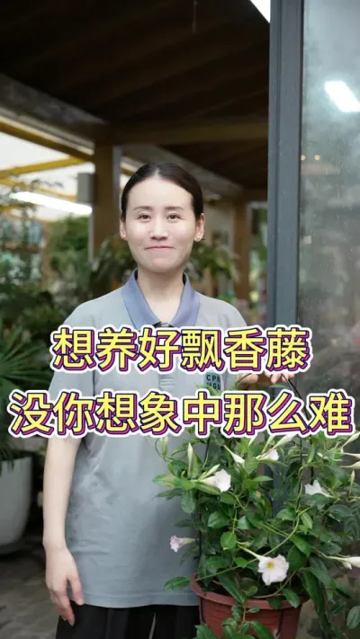 想养好飘香藤，没有你想象中那么难#花卉绿植 #养花小知识 #养花人的乐趣 #飘香藤养护 #飘香藤