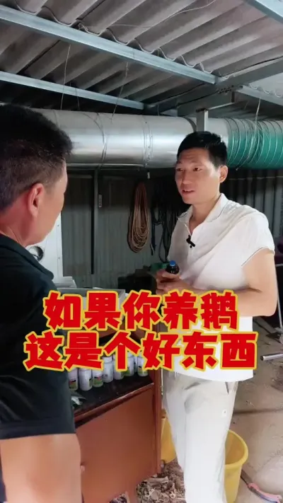如果你养鹅，这个好东西，一批鹅用两次就行了。#养鹅技术 #鹅苗 #狮头鹅 #养鹅 #养鹅技术