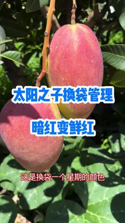 太阳之子换代后7天，暗红变鲜红 #爱文芒 #上色