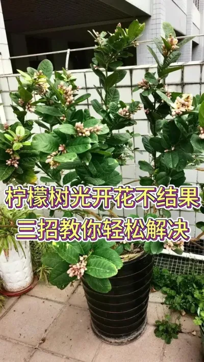柠檬树光开花不结果教你三招轻松解决#柠檬果子熟了 #柠檬树怎么养 #养花小知识 #养花我是认真的 #花卉绿植