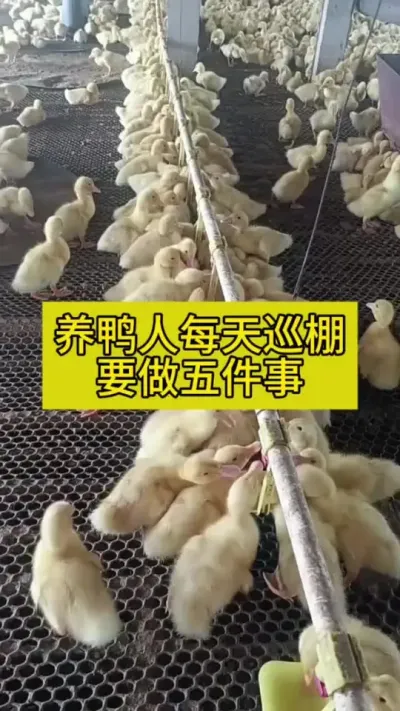 #养鸭人 #养鸭技术 #肉鸭养殖 #禽病防治 #养殖