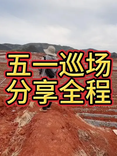 用镜头记录我日常工作的巡场，能看完的都是真爱，感恩您的点赞#农业种植 #红薯种植技术 #红薯种植 #三农 #新农人计划2024