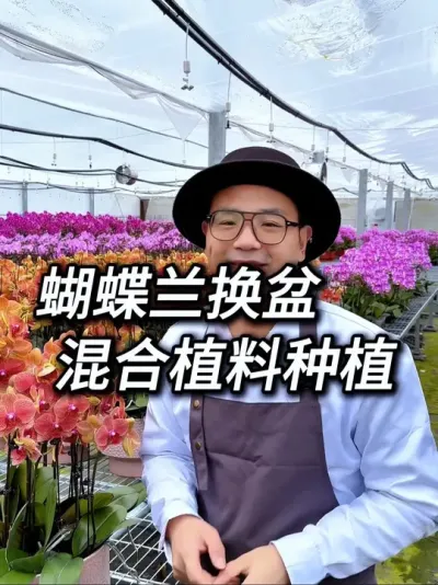 蝴蝶兰养护技巧 蝴蝶兰种植，到底用水苔好还是树皮好，一旦了解了蝴蝶兰习性，年年都能花开满枝头#蝴蝶兰 #兰花 #养花小知识