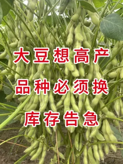 亩产700斤的秘密就在这 #三农流量扶持计划 #大豆种植 #抖音助农 #产量特别高 #农业种植