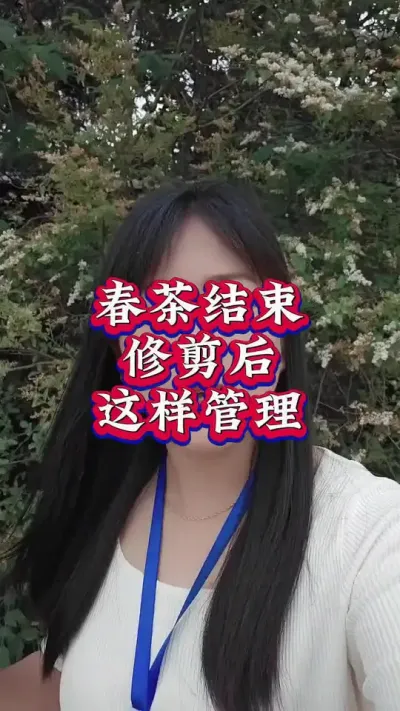 #茶树种植技术与管理 #茶 #茶树修剪养护 茶树修剪后这样操作来年春茶产量高