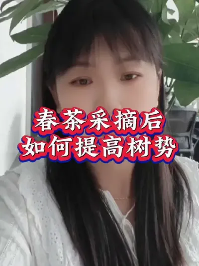#助力三农 #茶树种植技术与管理 #茶人茶事 #茶树修剪 你开始修剪了吗