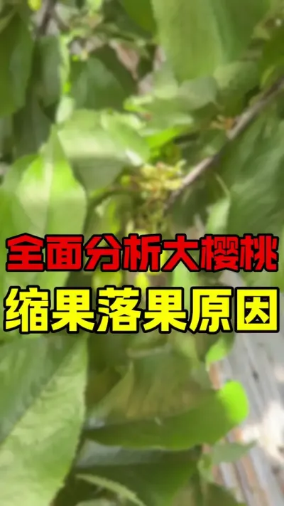 大樱桃缩果落果原因分析#大樱桃种植管理 #车厘子大樱桃 #果树管理 #大樱桃树苗
