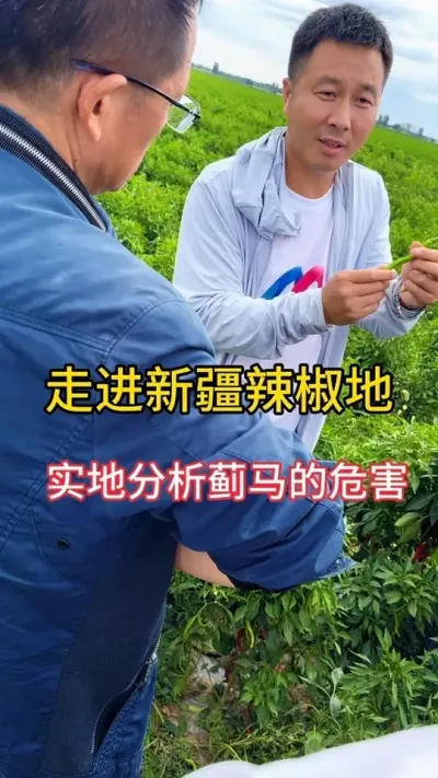 新疆地头服务，解决椒友之忧#新疆辣椒种植 #农业种植技术 #新疆农业 #抖音助农扶农 #助力三农我们在行动