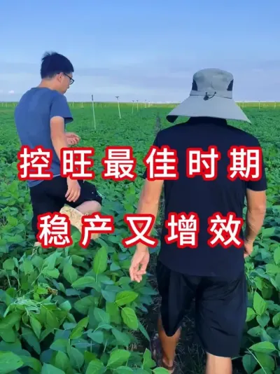 大豆控旺必看 #三农流量扶持计划 #大豆种植 #抖音助农 #农业种植 #农业植保知识分享