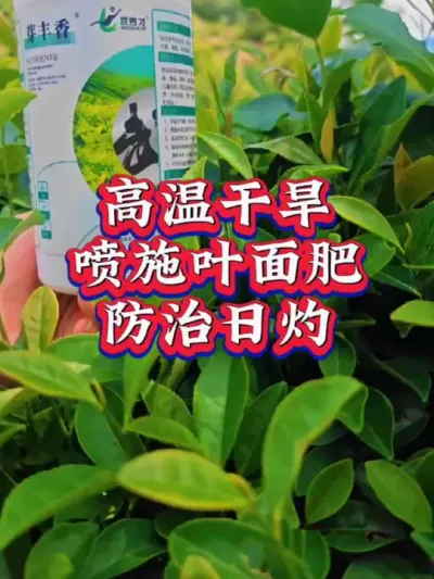 #茶园管理 #茶树种植 #抖音助农扶农 #芽丰香