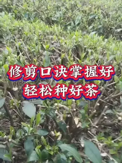 #茶树种植技术与管理 #服务三农支持三农 #抖音助农 #茶人茶事 #茶园管理